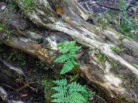 Farnblätter an abgebrochenem Eibenstamm